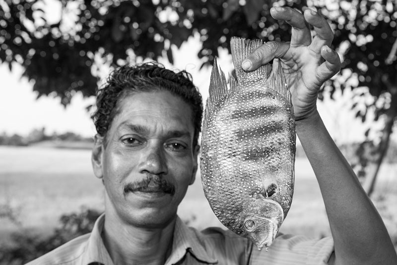 Men and Water Needs from Gender Perspective - fisherman displaying Karimeen (Etroplus suratensis) – a common fish caught in the Vembanad Lake in Alappuzha district, Kerala